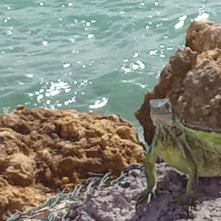 Les Pieds Dans L'Eau Chez Syl Apartment Le Moule Ngoại thất bức ảnh